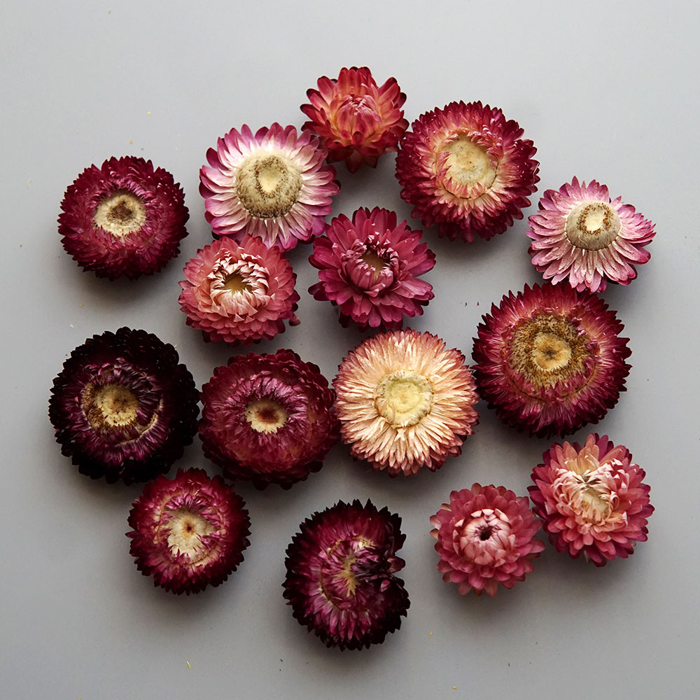Natural Dried Colorful Chrysan - Hair Care Nature recension och pris